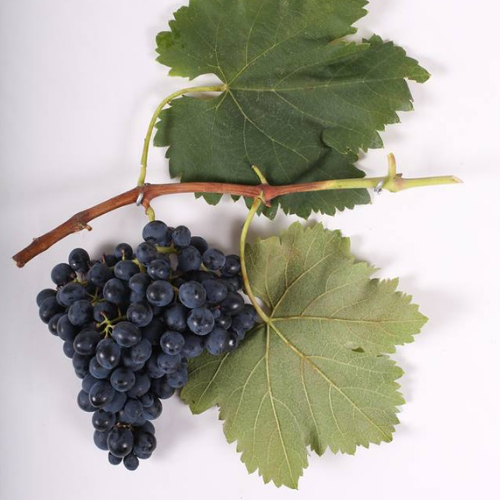  It doesn’t get much bolder than the iconic Saperavi grape 